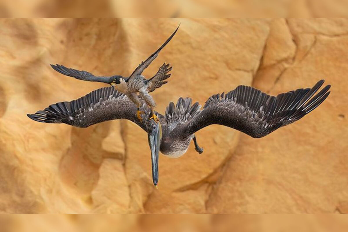 Foto de falcão atacando pelicano vence prêmio de fotografia 