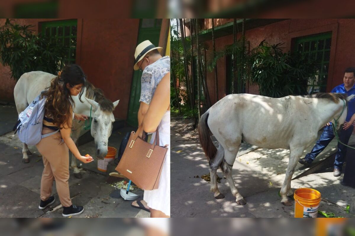 TV Paraguaçu - Cavalo é encontrado abandonado, com grande