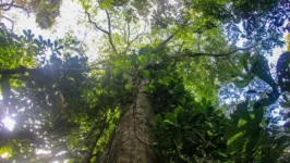 A iniciativa busca fomentar práticas de sustentabilidade e contribuir para o combate ao desmatamento no Pará, por meio do reflorestamento