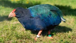 O takahē é considerado a maior ave dentre todas as espécies vivas dos ralídeos