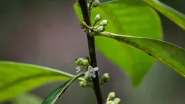 Árvores Ilex sapiiformis, mais conhecidas como “azevinho pernambucano”, foram encontradas na cidade de Igarassu, em Pernambuco.