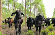 Especialistas citam diversas vantagens do sistema integrado, garantindo maior retorno financeiro ao produto, qualidade do solo, proteção de áreas e diversificação de culturas.