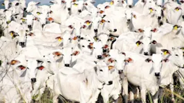 O rebanho bovino cresceu em todas as grandes regiões em 2022. No ranking municipal, São Félix do Xingu manteve a liderança