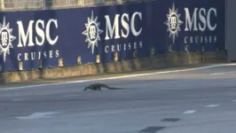 Lagartos foram vistos atravessando o setor 2 do circuito de Singapura.