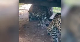 A cena foi flagrada em um zoológico no Espírito Santo