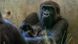 Gorila Sully e bebê no Columbus Zoo and Aquarium, nos EUA