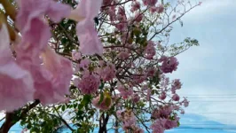 A beleza das flores deixa o passeio ainda mais agradável e chamativo