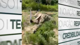 Imagem ilustrativa da notícia Vídeo: PF destrói 40 mil pés de maconha em operação no Pará