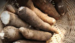 Close up of fresh cassava.