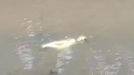 Manequim jogado no rio assustou os moradores do bairro Vargem Grande, em Pinhais