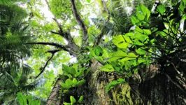 A floresta preservada é um ativo econômico ao país.