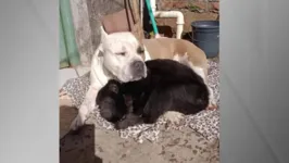 Cachorro e macaco dividem cobertor no Rio Grande do Sul