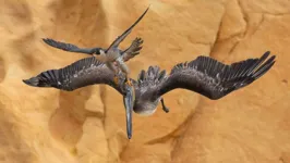 ‘Agarre o Touro pelos chifres’ foi a vencedora do maior concurso de fotografia de aves do mundo
