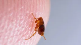 Bactéria Rickettsias está presente em piolhos e pulgas.