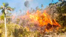 Nas últimas semanas, focos de incêndio ameaçam a integridade do ecossistema das áreas protegidas