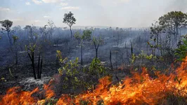 De toda a área queimada no primeiro semestre deste ano no país, 84% eram de vegetação nativa