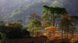 A medida terá a parceria da iniciativa privada, e pretende restaurar uma área de 11 mil hectares em São Félix do Xingu