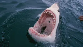 O ataque do tubarão-tigre deixou toda equipe de filmagem em pânico.
