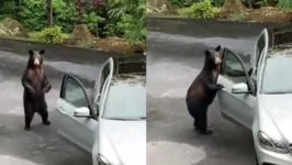 A dona do automóvel gravou toda a cena, enquanto o  animal destruía o veículo