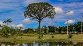 Belém tem uma grande diversidade do vegetal, mas é claro, ainda precisa melhorar bastante