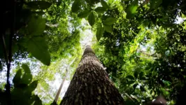 Floresta Amazônica