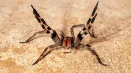 Aranha-armadeira encontrada em Minas Gerais