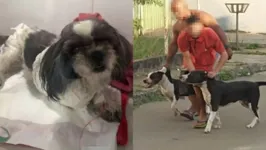 Shitzu foi atacada por dupla de pit-bulls e ficou gravemente ferida