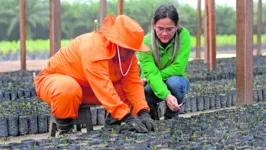 Plantação de mudas: está previsto o plantio de 100 mil hectares de palma na região até 2030.