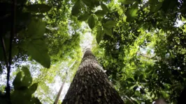 floresta Amazônica