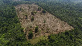 Área de floresta amazônica desmatada ilegalmente por grileiros dentro da Terra Indígena Trincheira Bacajá, em Altamira (PA)