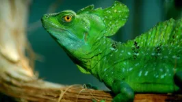 Os basiliscos são animais de pequeno porte, embora algumas espécies possam chegar a impressionantes 75 cm de comprimento.