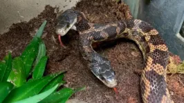 A cobra de duas cabeças foi encontrada no quintal de uma casa e doada para o zoológico do Texas.