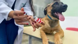 Vacinação antirrábica para cães e gatos segue até a tarde deste sábado (2)