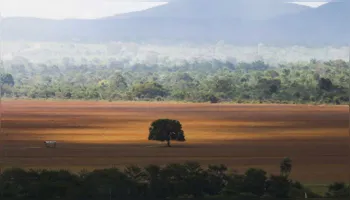 Imagem ilustrativa da notícia Desmatamento cai na Amazônia, mas aumenta no Cerrado