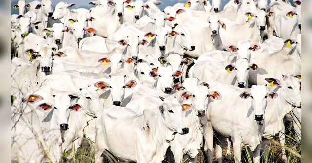 Imagem ilustrativa da notícia Estado do Pará tem o 2º maior rebanho bovino