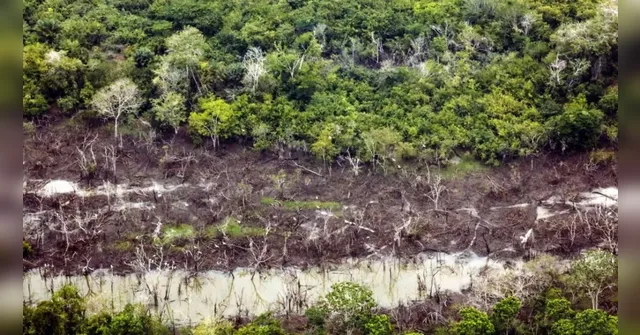 Imagem ilustrativa da notícia Cúpula da Amazônia buscará meta comum de desmatamento