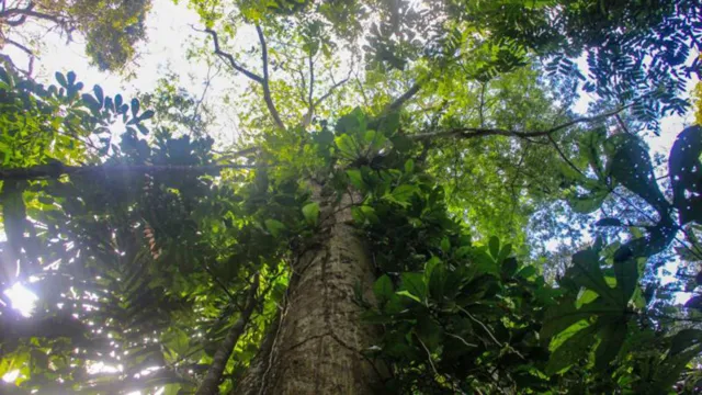 Imagem ilustrativa da notícia Convênio garante plantio de 1,5 mil árvores por mês no Pará