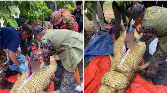 Imagem ilustrativa da notícia Corpo de Idoso é achado dentro de crocodilo de 800 kg