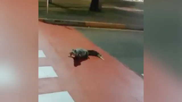 Imagem ilustrativa da notícia Vídeo: jacaré é flagrado atravessando a rua na capital