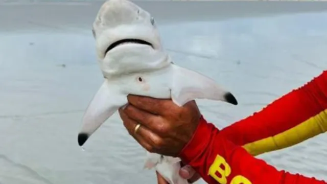 Imagem ilustrativa da notícia Bombeiro captura filhote de tubarão em praia de Salinas