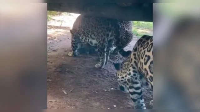 Imagem ilustrativa da notícia Vídeo: filhote nasce e é atacado por onça em zoológico no ES