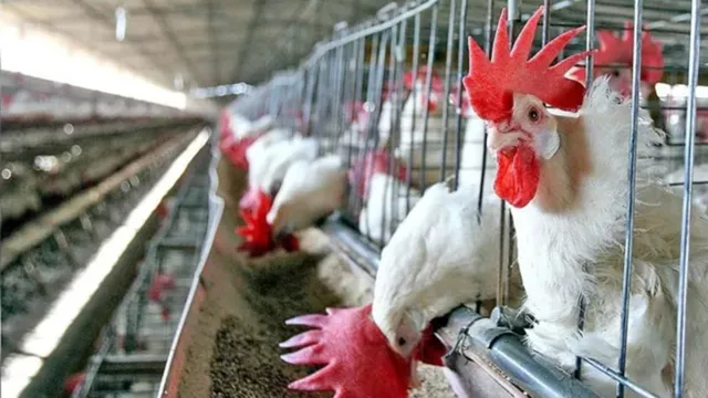 Imagem ilustrativa da notícia Gripe aviária: Japão ajustará suspenção de importações