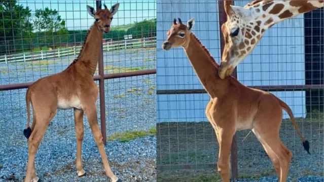 Imagem ilustrativa da notícia Girafa nasce sem nenhuma pinta em zoológico dos EUA