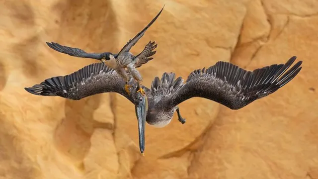 Imagem ilustrativa da notícia Foto de falcão atacando pelicano vence prêmio de fotografia 