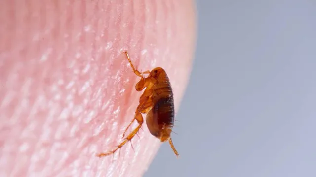 Imagem ilustrativa da notícia Homem tem mãos e pés amputados ao ser mordido por pulga