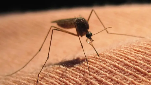 Imagem ilustrativa da notícia Afinal, por que os mosquitos amam picar os tornozelos?