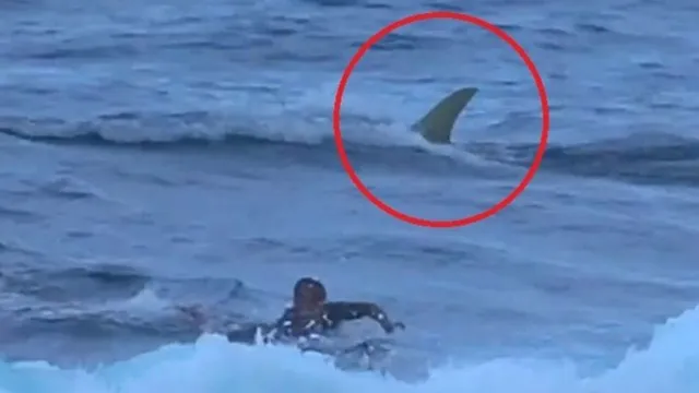 Imagem ilustrativa da notícia Vídeo: surfista sobrevive a ataque de tubarão na Austrália