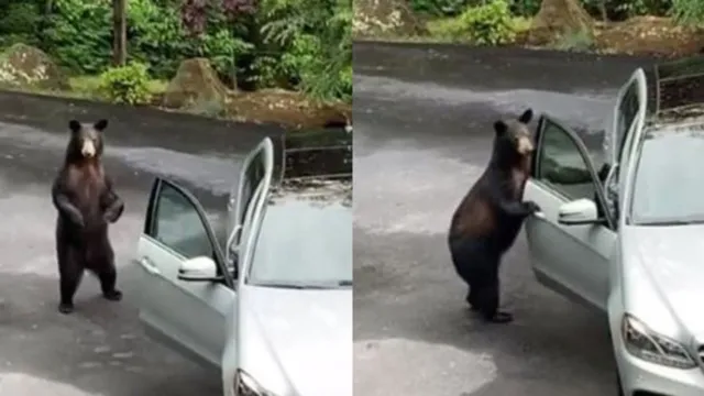 Imagem ilustrativa da notícia Vídeo: urso invade e destrói carro na Califórnia