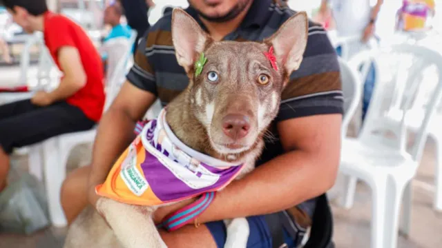 Imagem ilustrativa da notícia Ação realiza castração de cães e gatos em Bragança