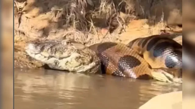 Imagem ilustrativa da notícia Sucuri gigante é flagrada dando 'abraço mortal" em jacaré 